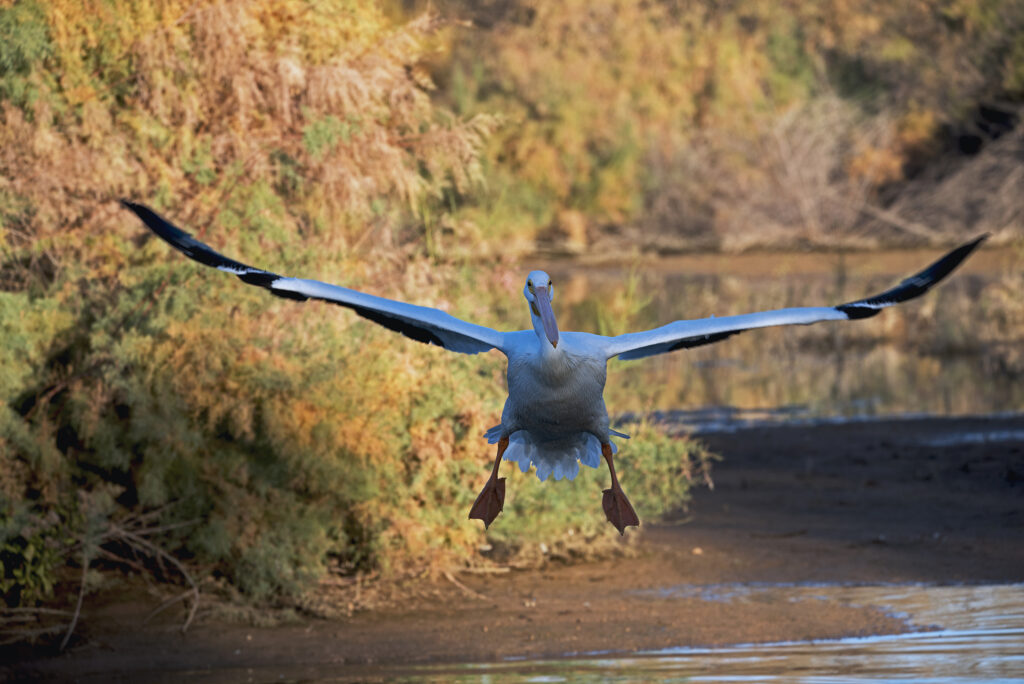 Photo winner: Wildlife