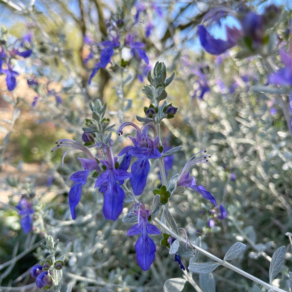 Azure Bush Germander