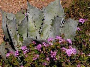 Agave Colorata