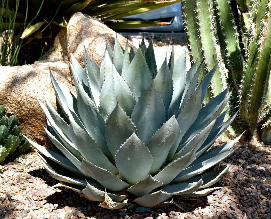 Keep your backyard healthy by planting native plants, like this agave.