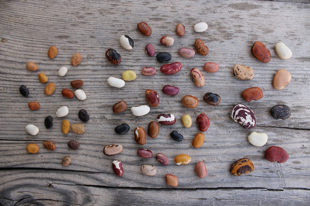 BeanDiversity3_small