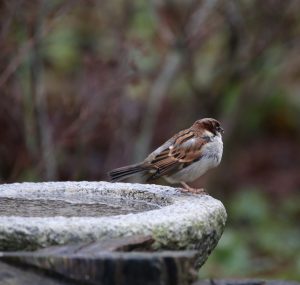 Bird with Birdbath