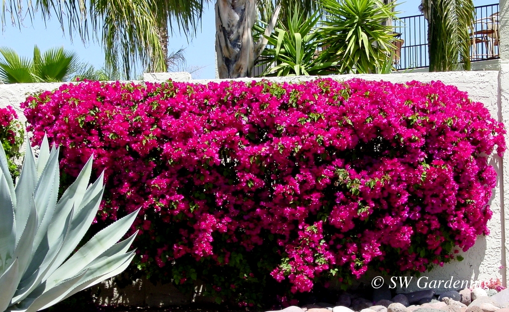 Bougainvillea makes a great hedge against a hot wall.