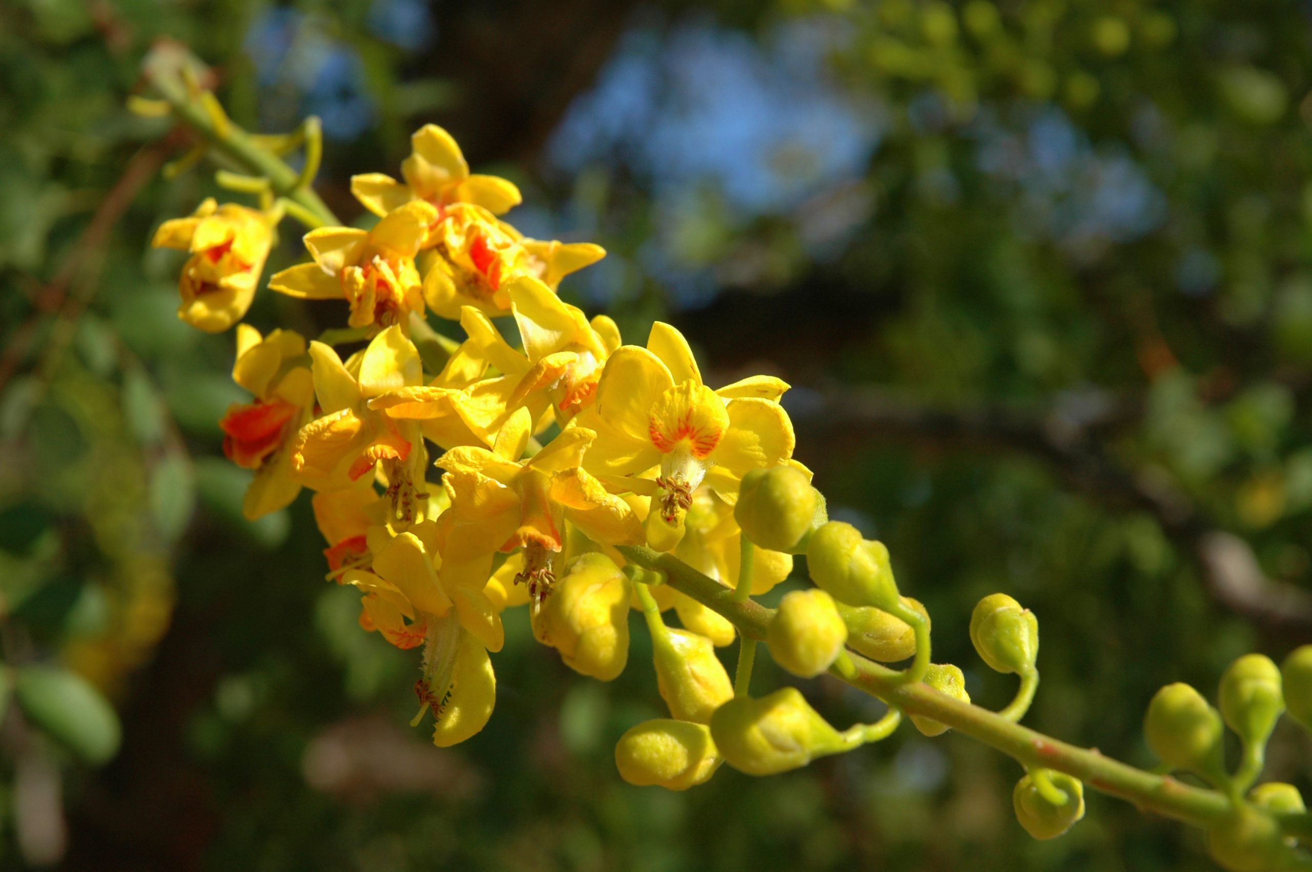 Caesalpinia cacalaco bloom close up.