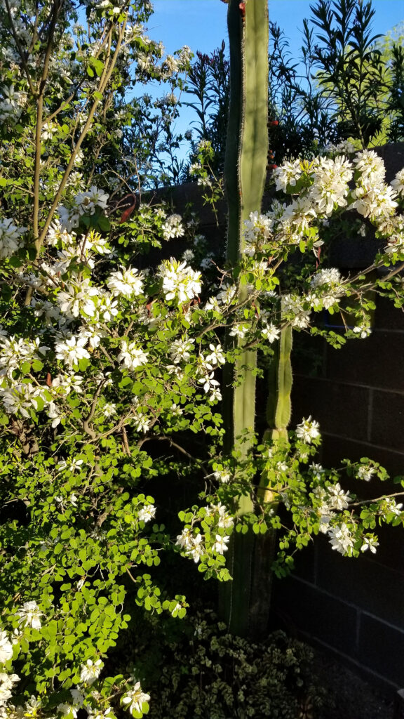 Chihuahuan Orchid Tree Chihuahuan Orchid Tree
