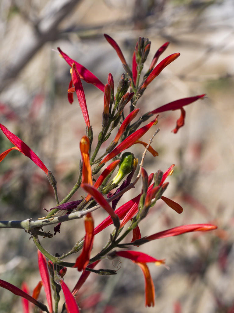 Chuperosa flowers