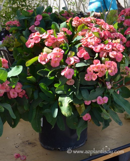 Crown_of_Thorns_Euphorbia_milii