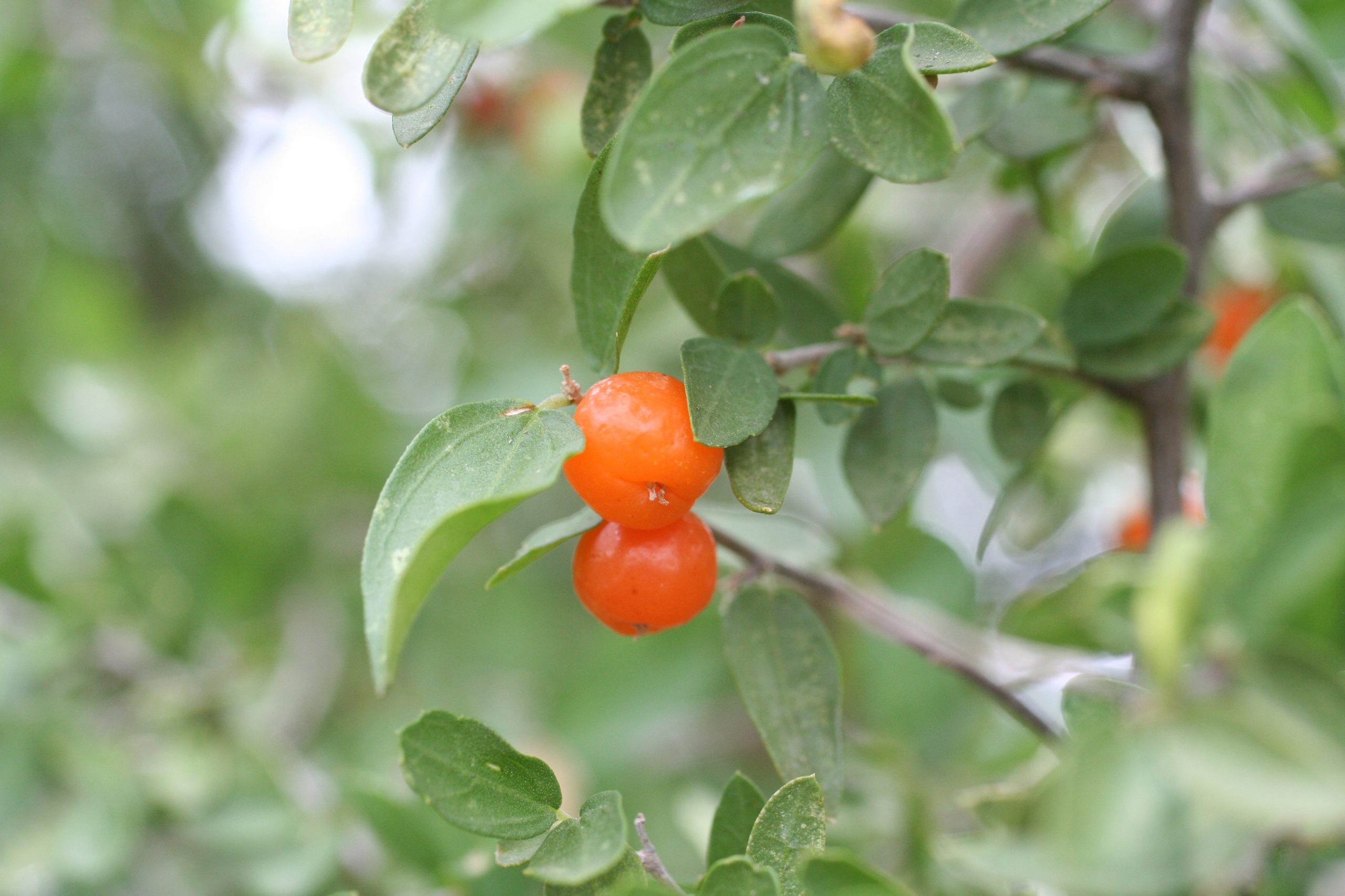 Small orange fruit.