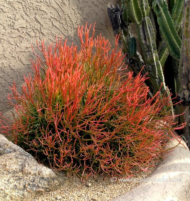 Euphorbias - Euphorbia_'Sticks_on_Fire' Euphorbia_'Sticks_on_Fire'