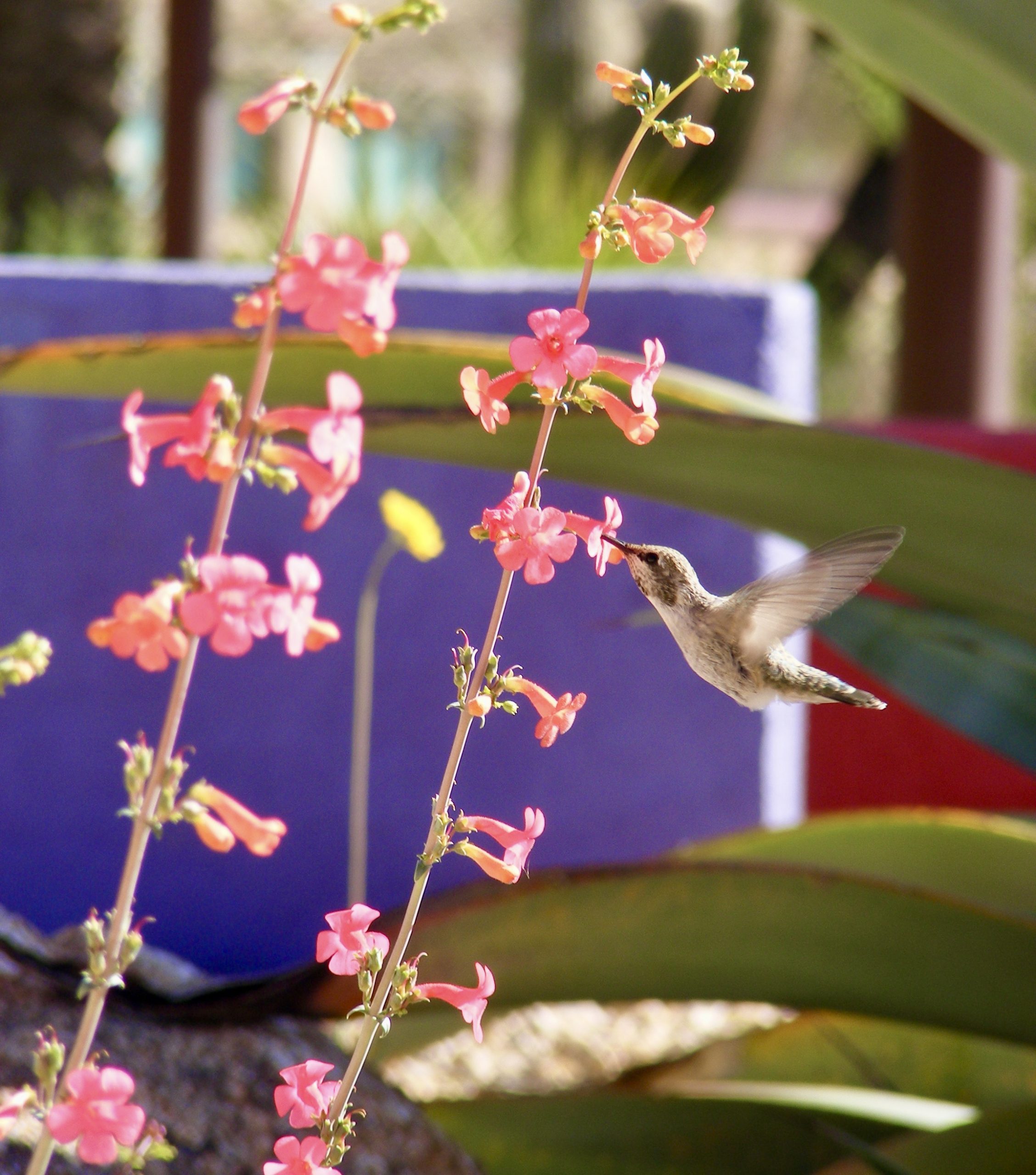 hummingbird on penstemon