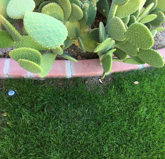 grass-and-cactus
