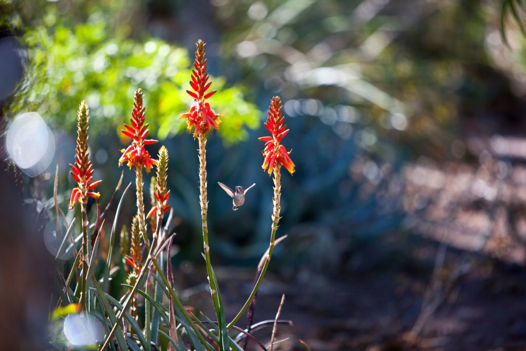Aloe and hummingbird Aloe and hummingbird
