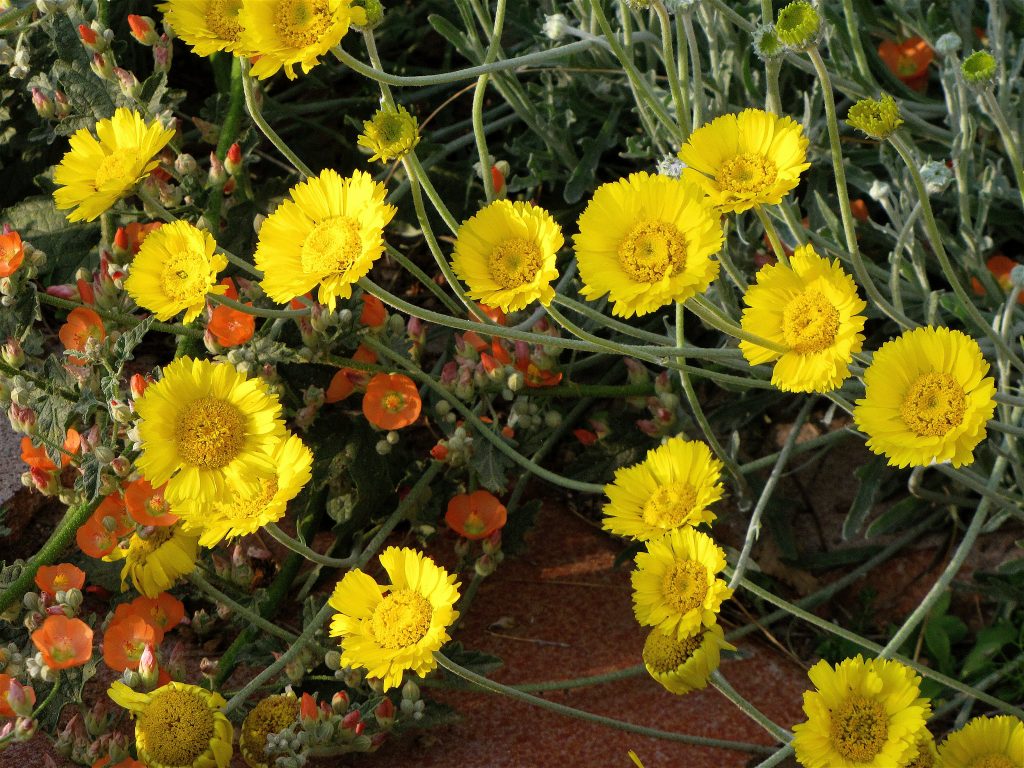 Desert Marigolds with Orange Globe Mallow in the background.