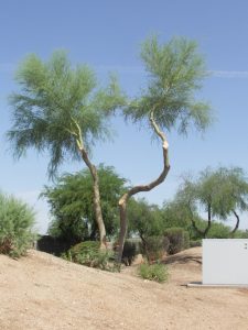 Overpruning can leave your tree looking like a lion's tale.