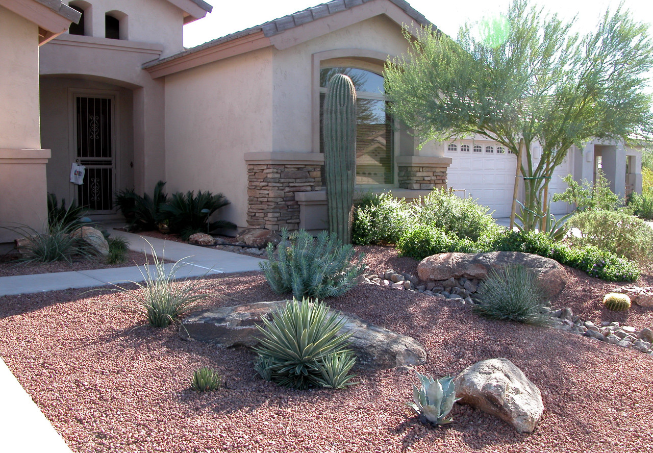 Saguaro in front yard landscape.