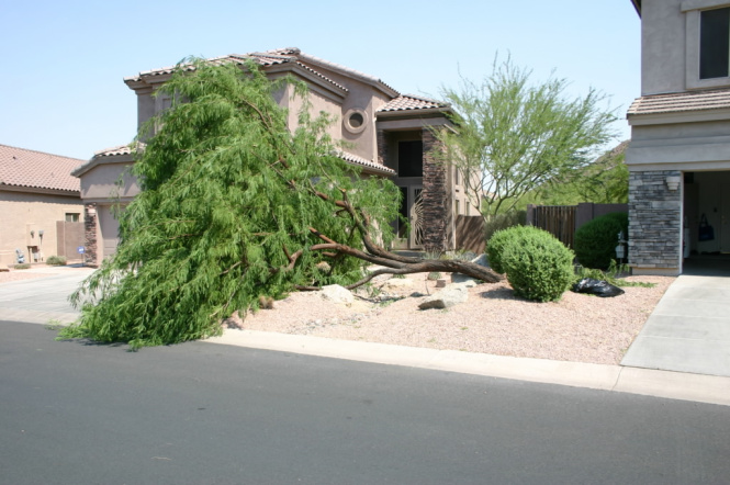ma_tree down
