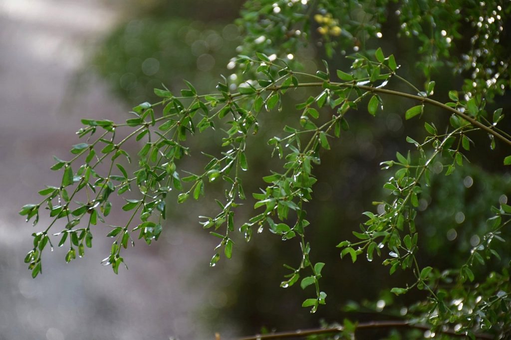 Water Drips Off of Creosote Bush After a Rain