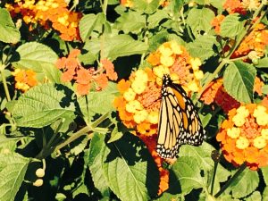 Monarch on lantana library west