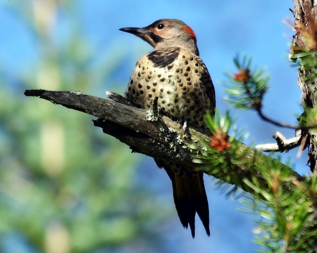 Norther Flicker