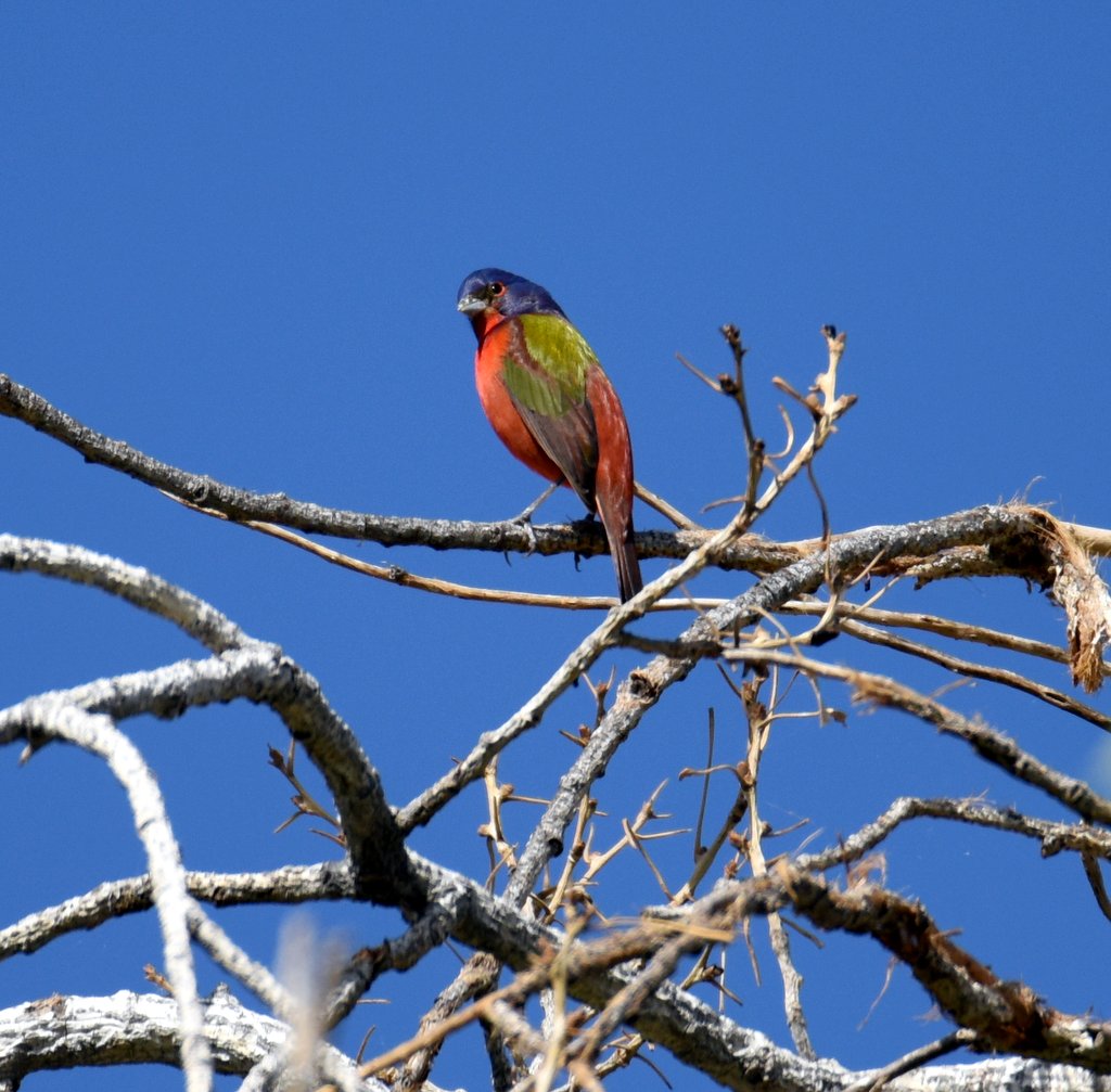 paintedbunting3