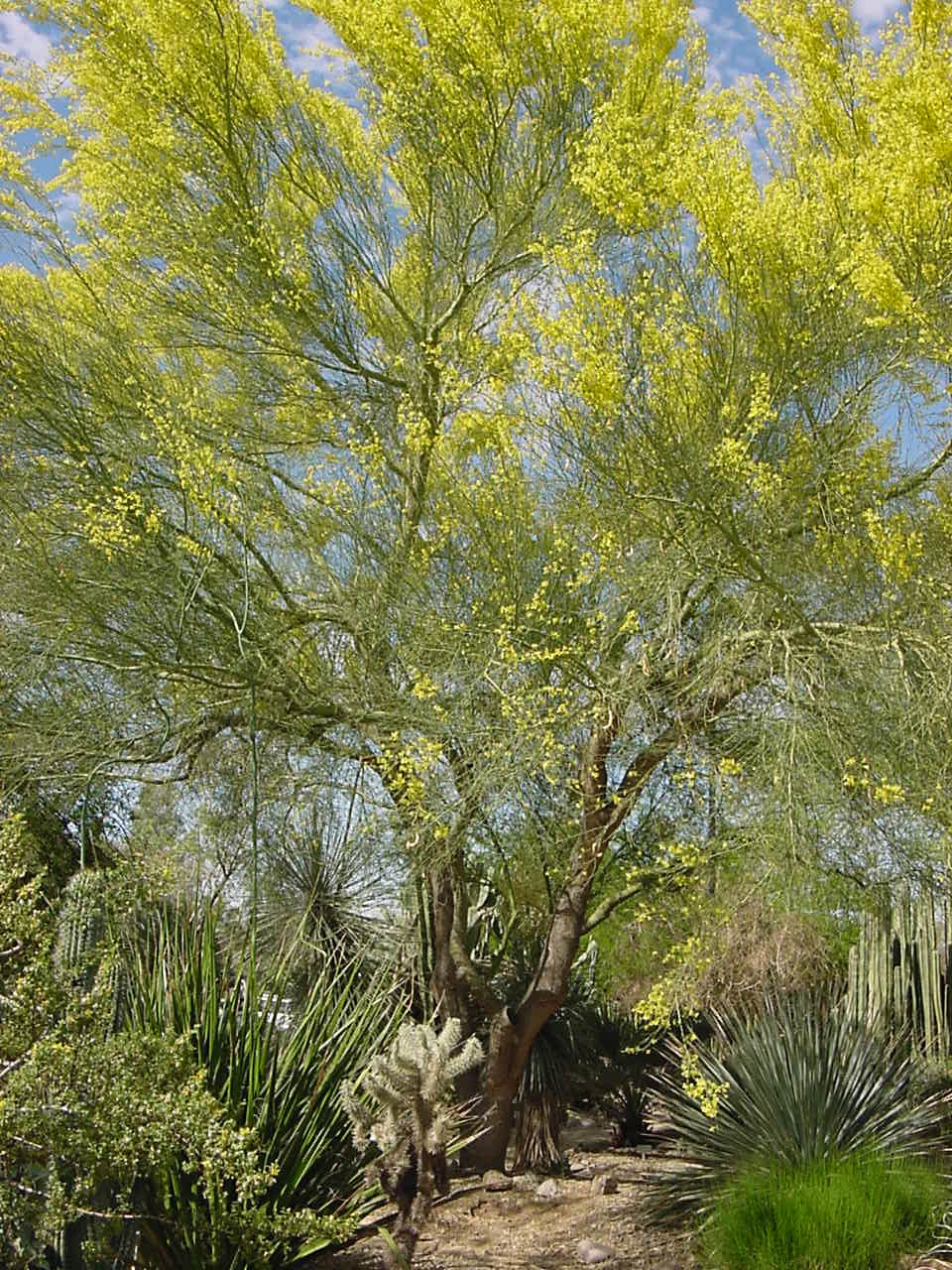 Blooming Palo Verde