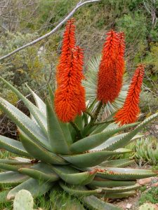 winter color pl_aloe ferox Mesa_DD