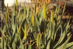 PL_aloe-vera-Mesa_SP