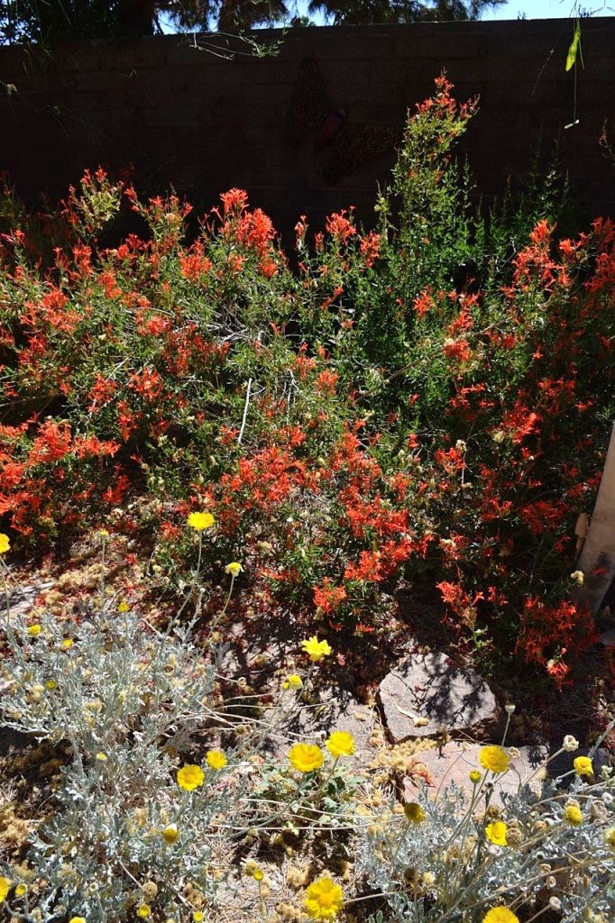 Blooming Flame Anisacanthus