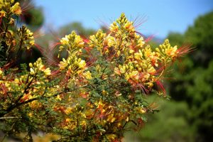 pl_caesalpinia gilliesii yellow bird of paradise