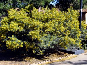 pl_cassia 2