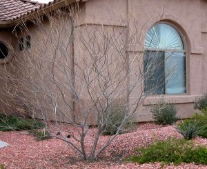 pl_desert_willow_dormant_lg