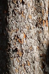 The reddish peeling bark is a distinctive feature of this tree.