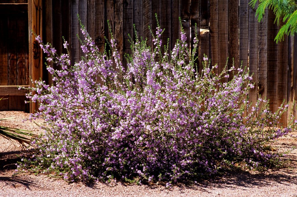 Chihuahuan-Sage in bloom