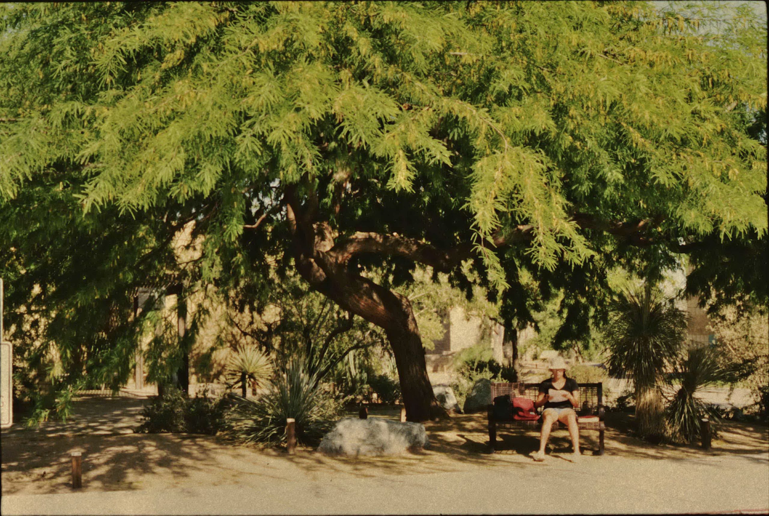 pl_mesquite at MCC demo garden