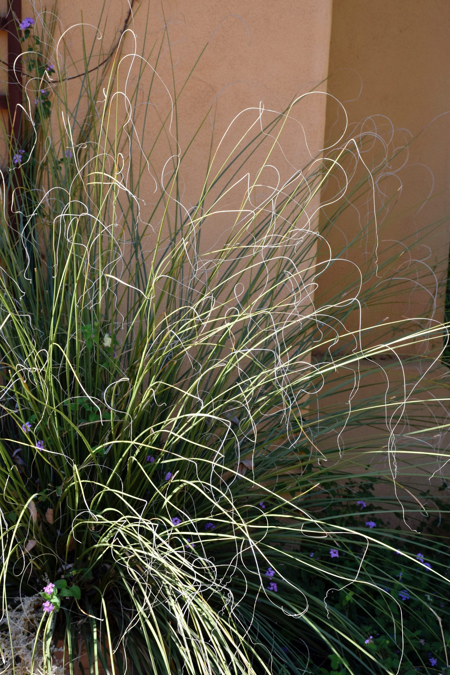 Bear grass showing interesting tips