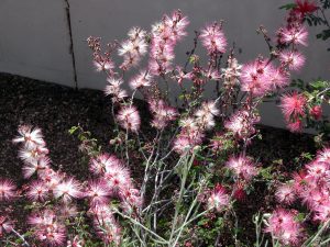 Dainty pink flowers add a pop of color in the spring. Photo: Donna DiFrancesco