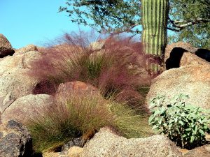 pl_pink muhly
