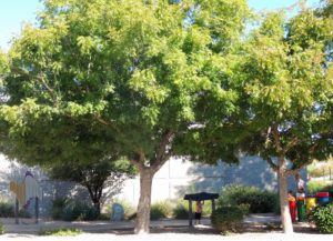 Pistache tree in summer Pistache tree in summer
