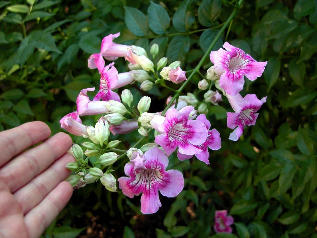 Pink Trumpet Vine: Beautiful pink tubes are great for attracting hummingbirds.