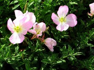 pl_primrose pink