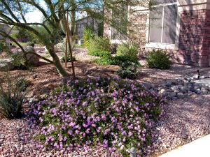 pl_purple-lantana