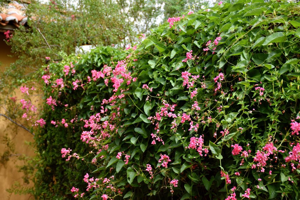 Queen's Wreath on trellis