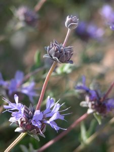 pl_salvia-clevlandii