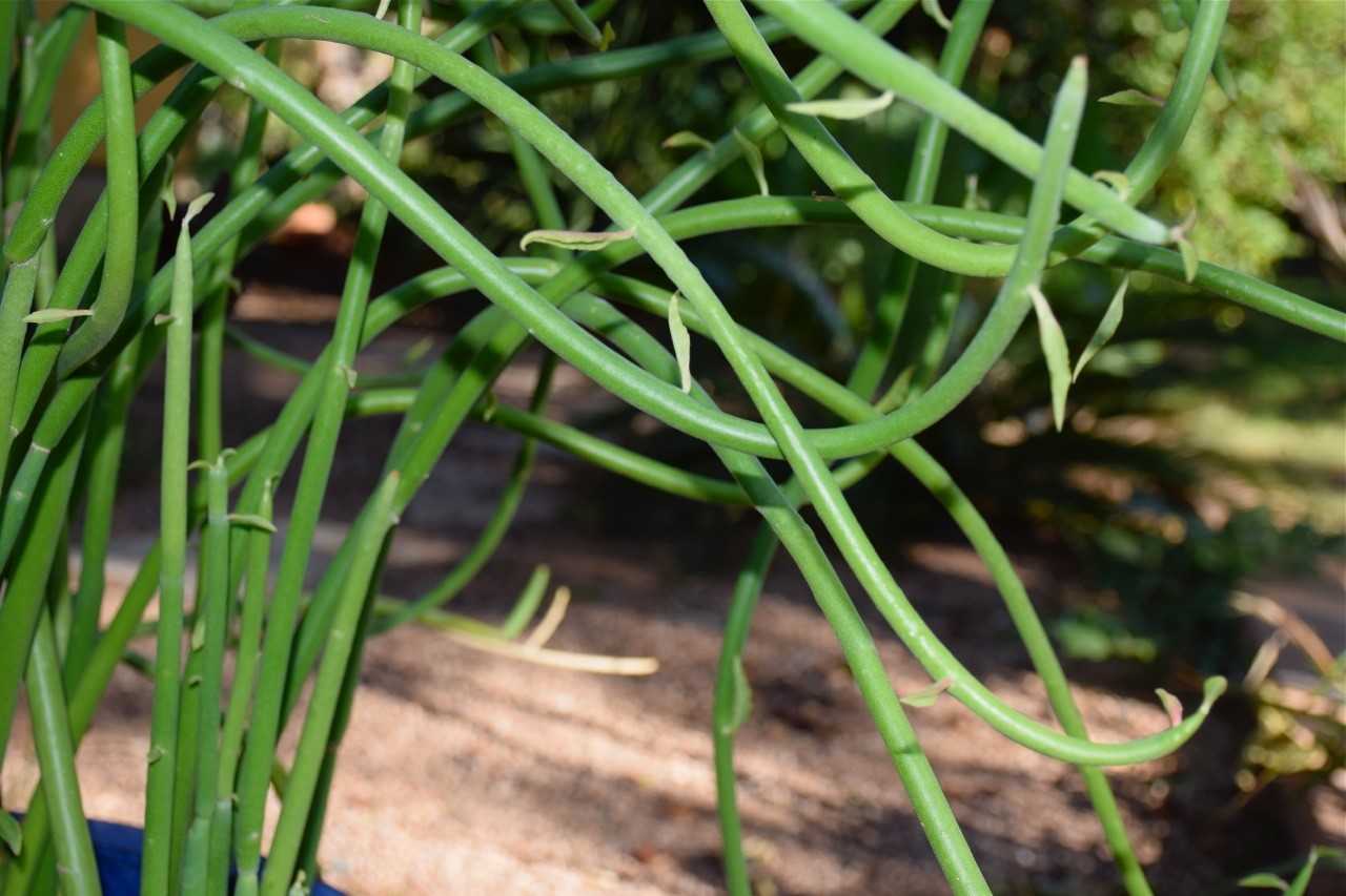 Slipper Flower stems