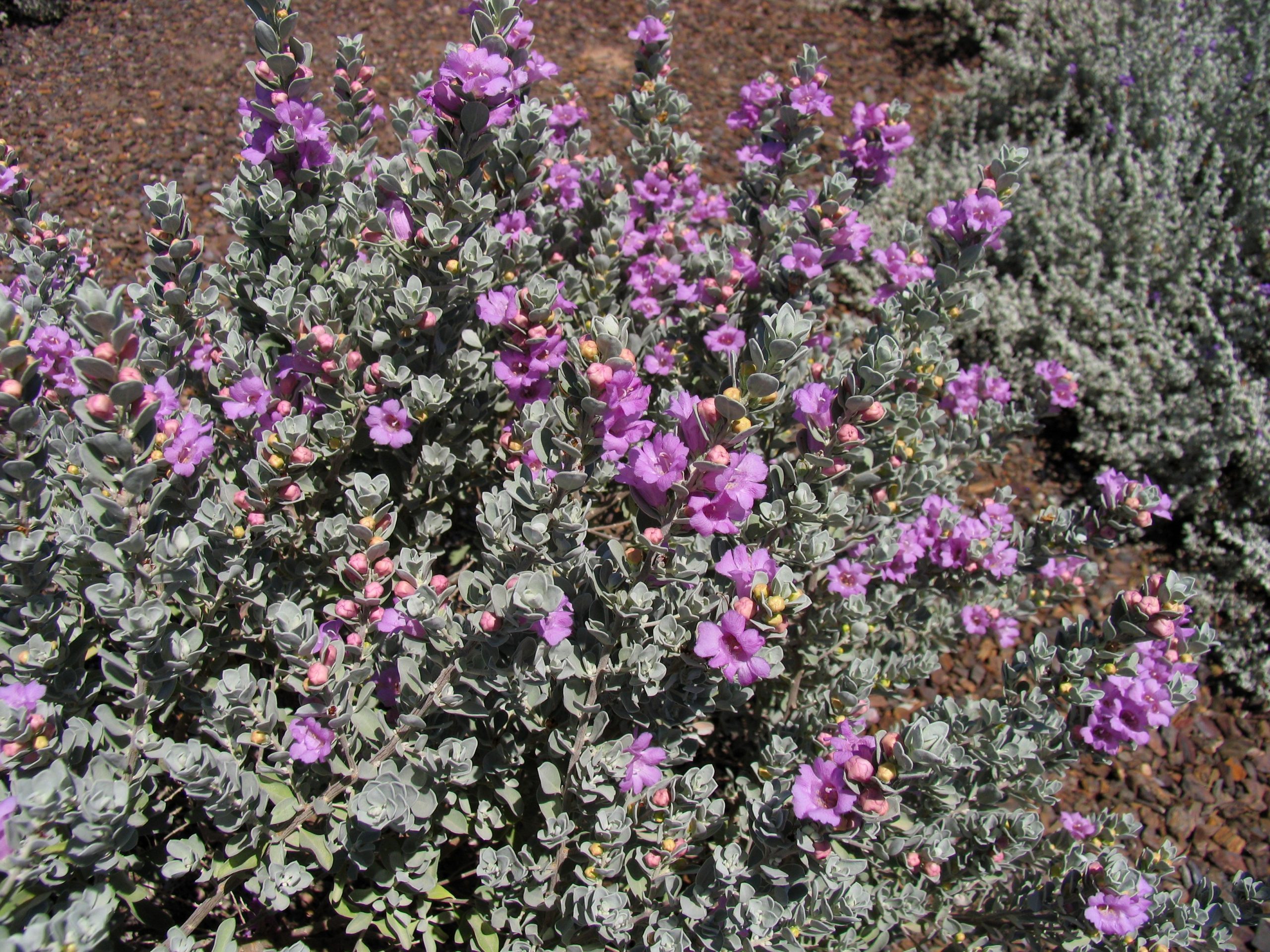 pl_Texas Sage Compact From Scottsdale demo garden Bill C