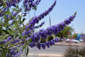 Vitex or Chaste Tree Vitex or Chaste Tree