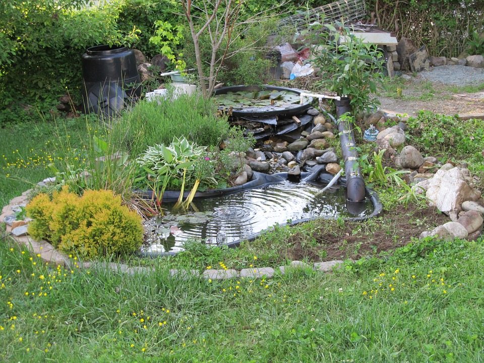 Backyard pond surrounded by grass and trees