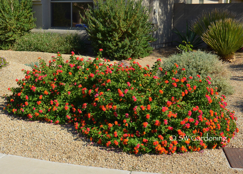 Bush Lantana 'Radiation' boasts blossoms of pink and orange.
