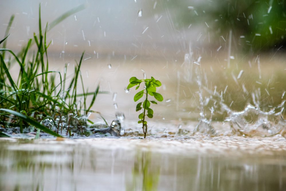 Rainwater in a landscape