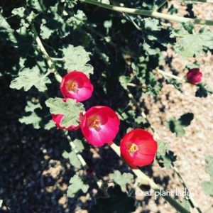 Winter Blooms - Red blooms of the Globe Mallow